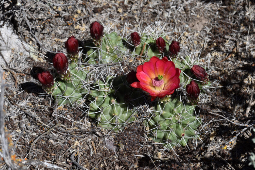 Echinocereus mojavensis, USA, Utah