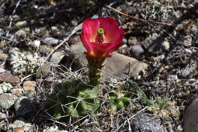 Echinocereus mojavensis, USA, Utah