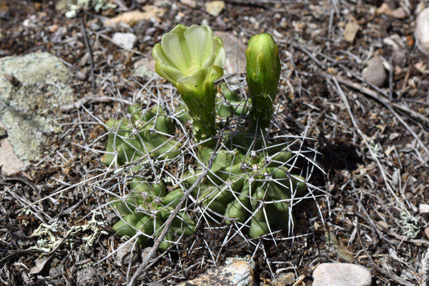 Echinocereus mojavensis, USA, Utah
