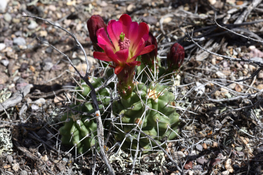 Echinocereus mojavensis, USA, Utah
