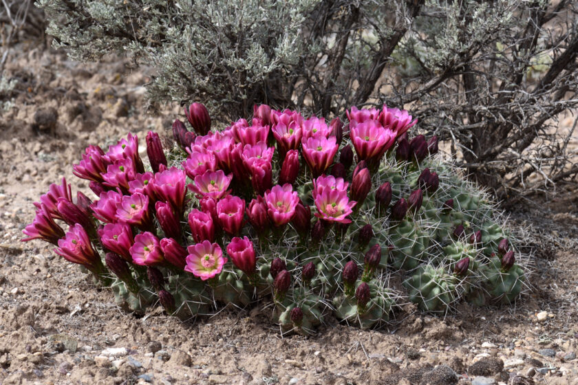 Echinocereus mojavensis, USA, Utah