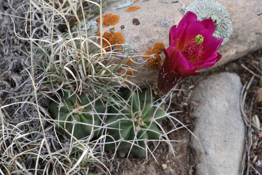 Echinocereus mojavensis, USA, Utah