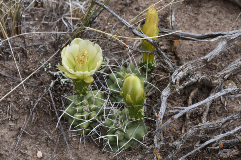 Echinocereus mojavensis, USA, Utah