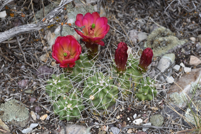 Echinocereus mojavensis, USA, Utah