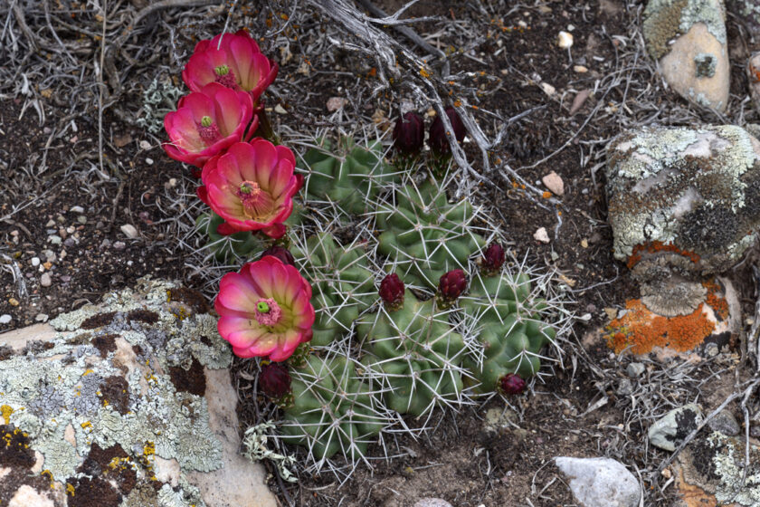 Echinocereus mojavensis, USA, Utah