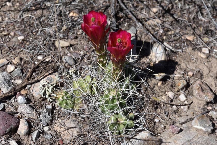 Echinocereus mojavensis, USA, Utah