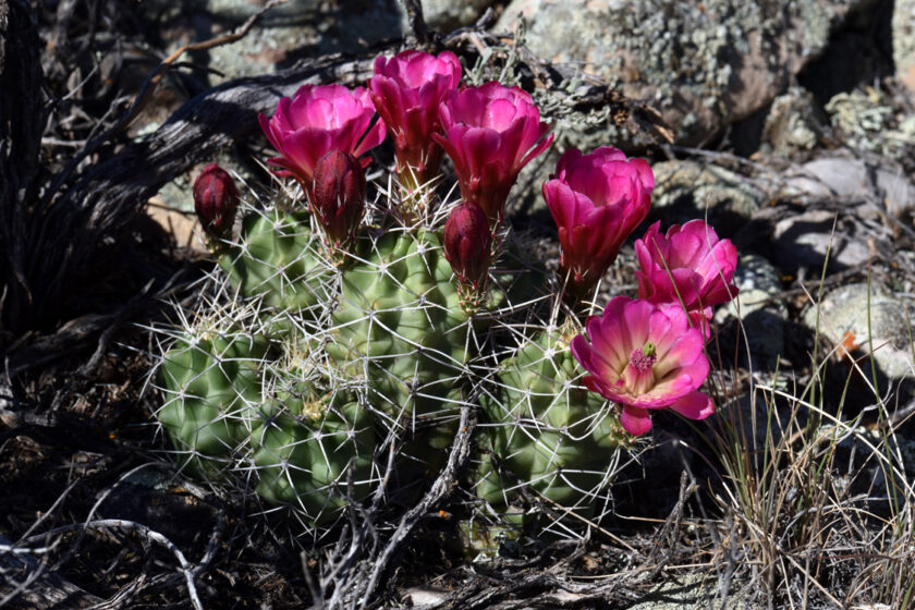 Echinocereus mojavensis, USA, Utah
