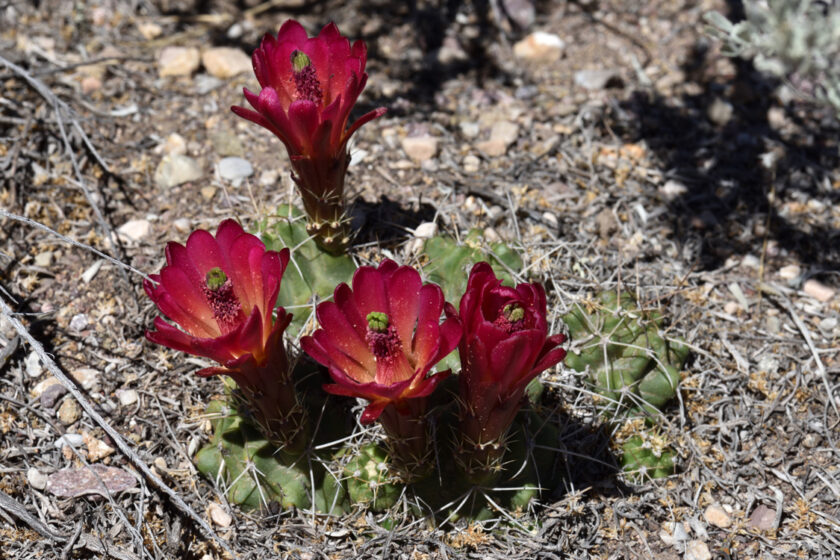 Echinocereus mojavensis, USA, Utah