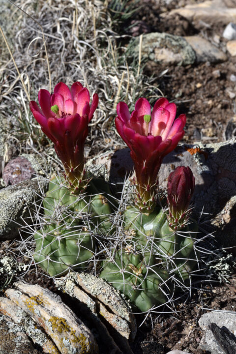 Echinocereus mojavensis, USA, Utah