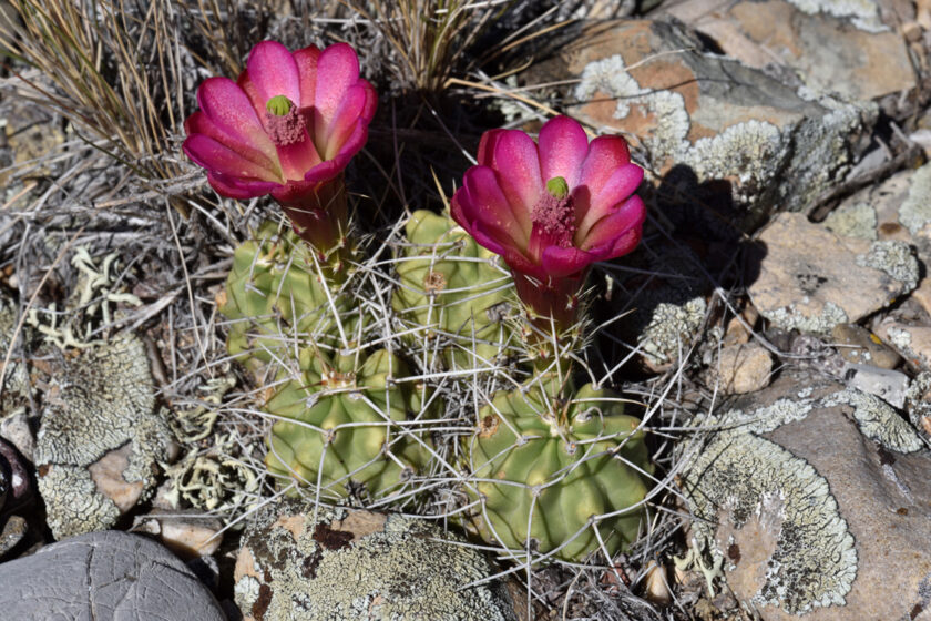 Echinocereus mojavensis, USA, Utah