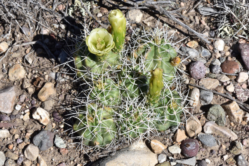 Echinocereus mojavensis, USA, Utah
