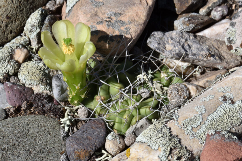 Echinocereus mojavensis, USA, Utah