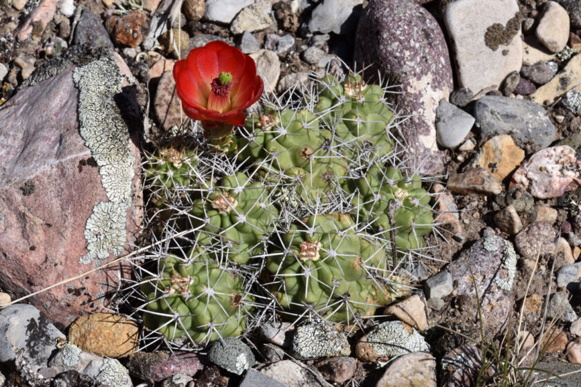 Echinocereus mojavensis, USA, Utah