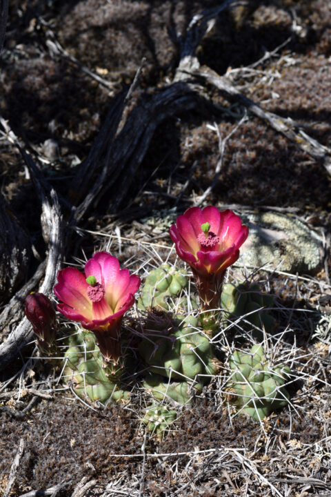 Echinocereus mojavensis, USA, Utah