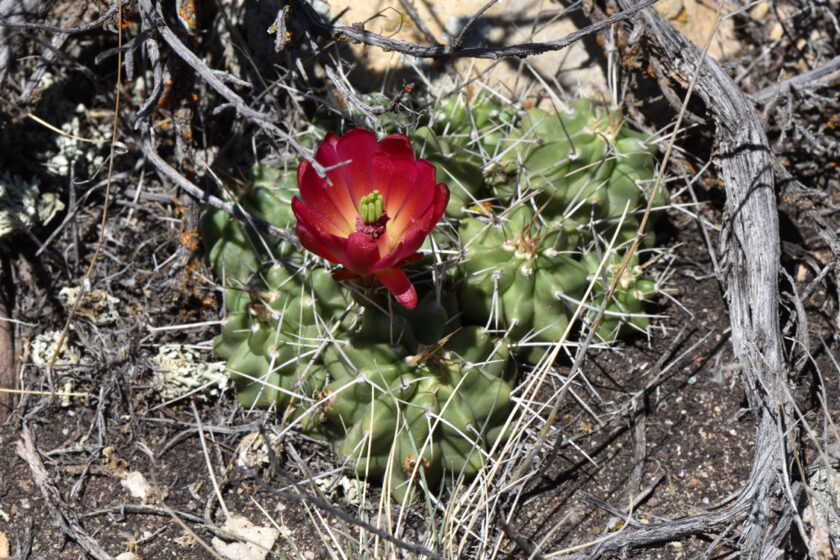 Echinocereus mojavensis, USA, Utah