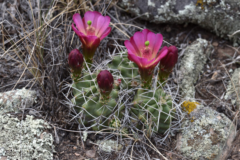 Echinocereus mojavensis, USA, Utah