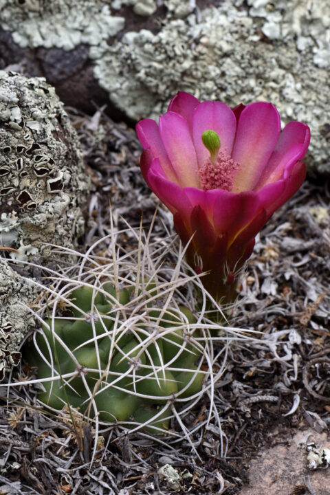 Echinocereus mojavensis, USA, Utah