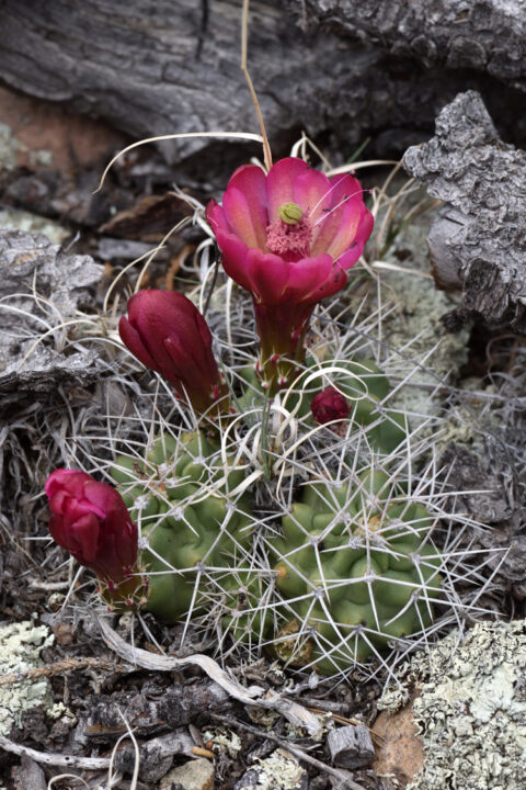 Echinocereus mojavensis, USA, Utah