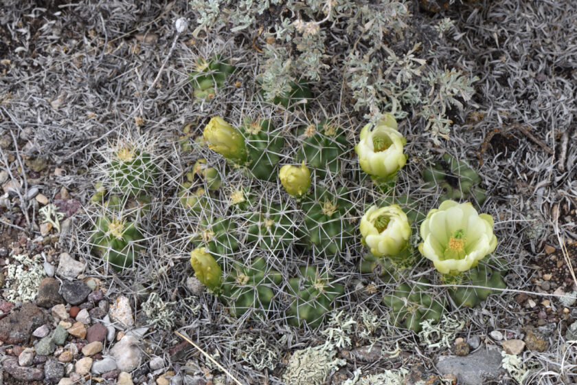 Echinocereus mojavensis, USA, Utah