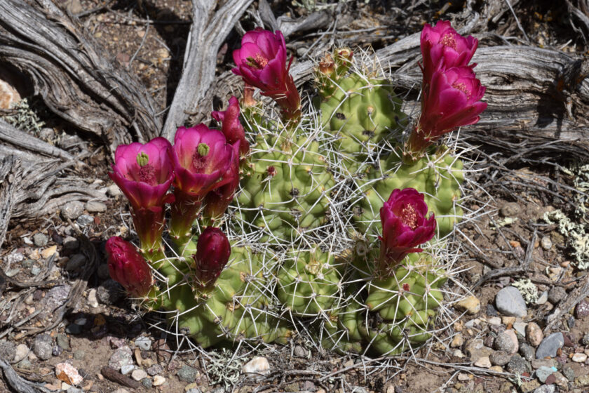 Echinocereus mojavensis, USA, Utah