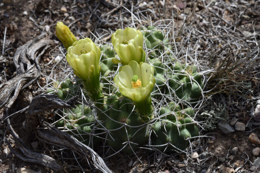 Echinocereus mojavensis, USA, Utah