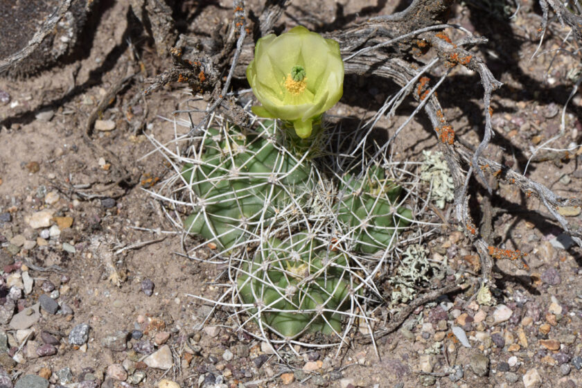 Echinocereus mojavensis, USA, Utah