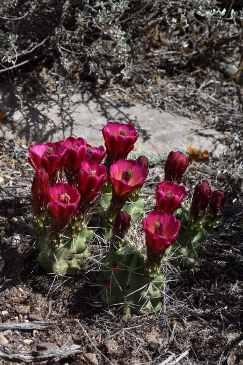 Echinocereus mojavensis, USA, Utah