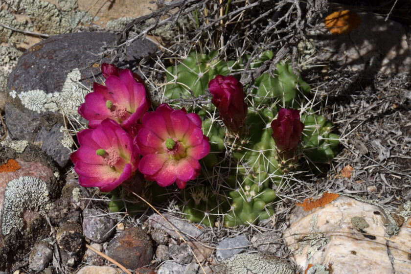 Echinocereus mojavensis, USA, Utah