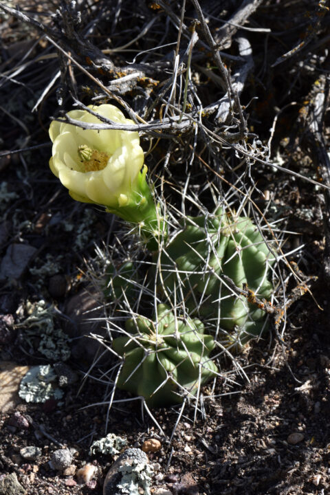 Echinocereus mojavensis, USA, Utah