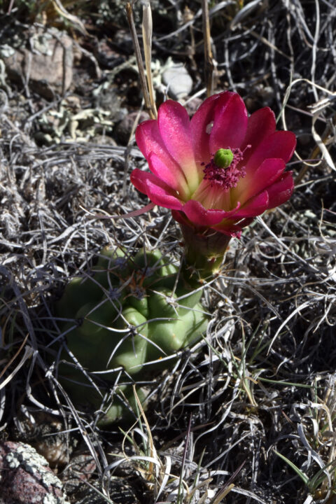 Echinocereus mojavensis, USA, Utah