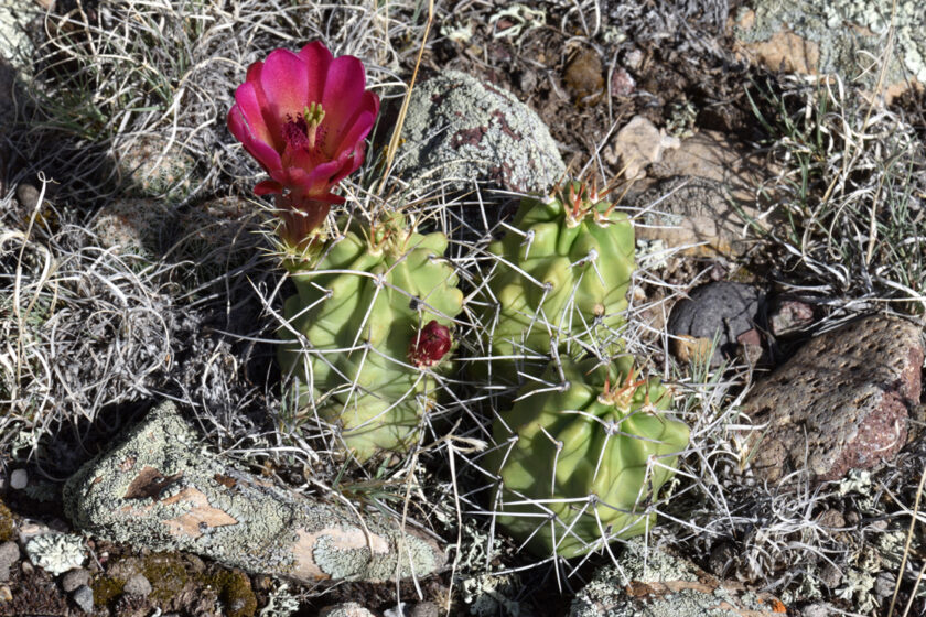 Echinocereus mojavensis, USA, Utah