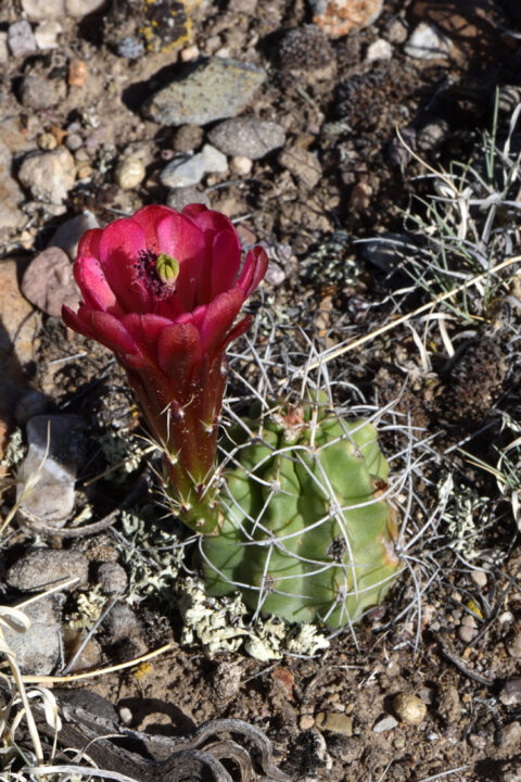 Echinocereus mojavensis, USA, Utah