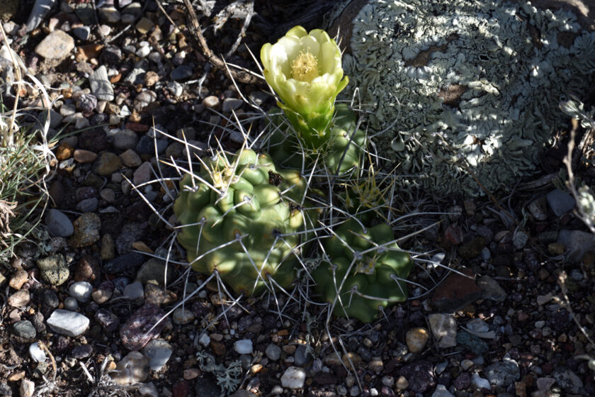 Echinocereus mojavensis, USA, Utah