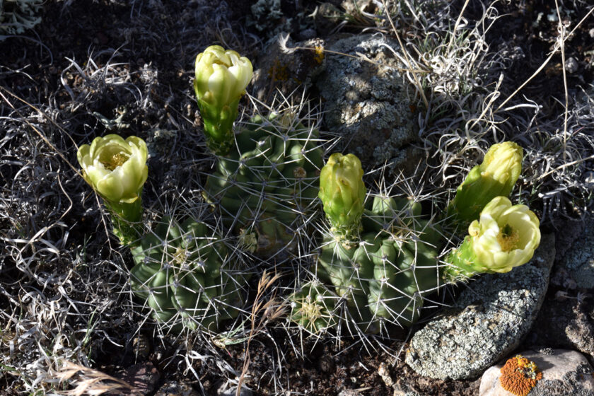 Echinocereus mojavensis, USA, Utah