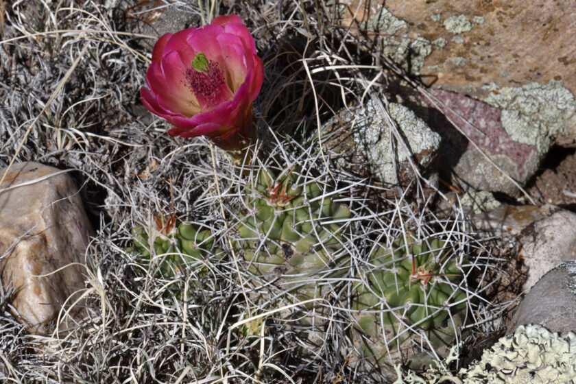 Echinocereus mojavensis, USA, Utah