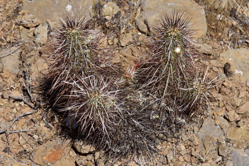 Echinocereus relictus, USA, Utah, Washington Co.
