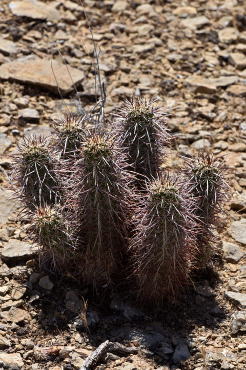 Echinocereus relictus, USA, Utah, Washington Co.