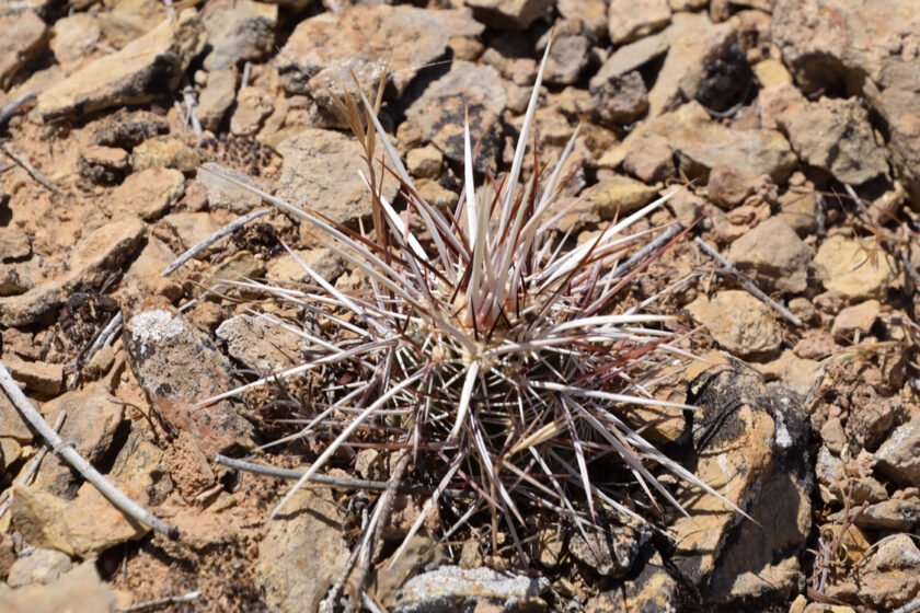 Echinocereus relictus, USA, Utah, Washington Co.