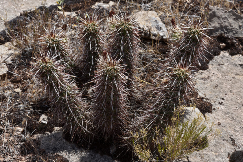 Echinocereus relictus, USA, Utah, Washington Co.