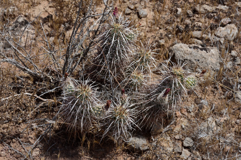 Echinocereus relictus, USA, Utah, Washington Co.
