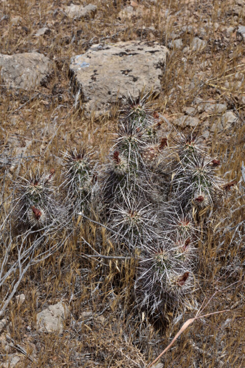 Echinocereus relictus, USA, Utah, Washington Co.