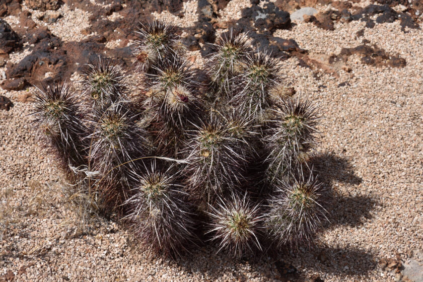 Echinocereus relictus, USA, Arizona, Mohave Co.