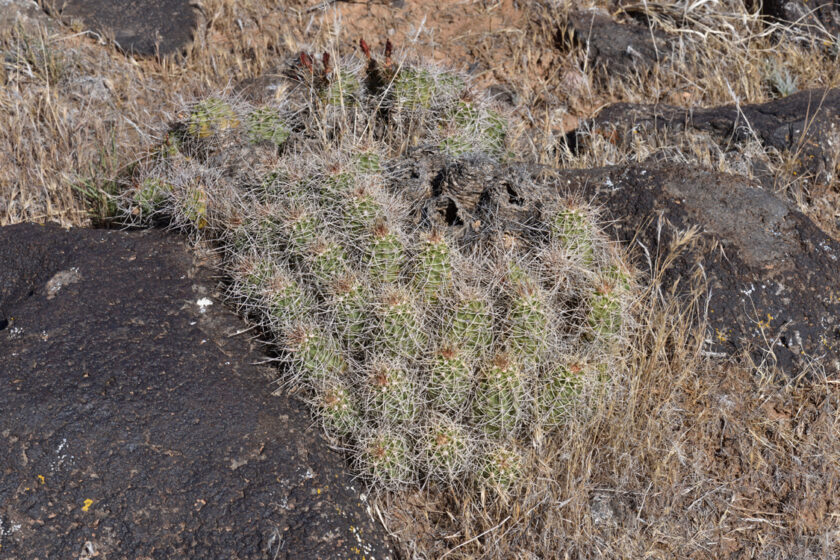 Echinocereus mojavensis, USA, Utah, Washington Co.