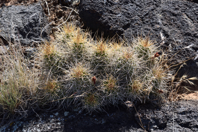 Echinocereus mojavensis, USA, Utah, Washington Co.