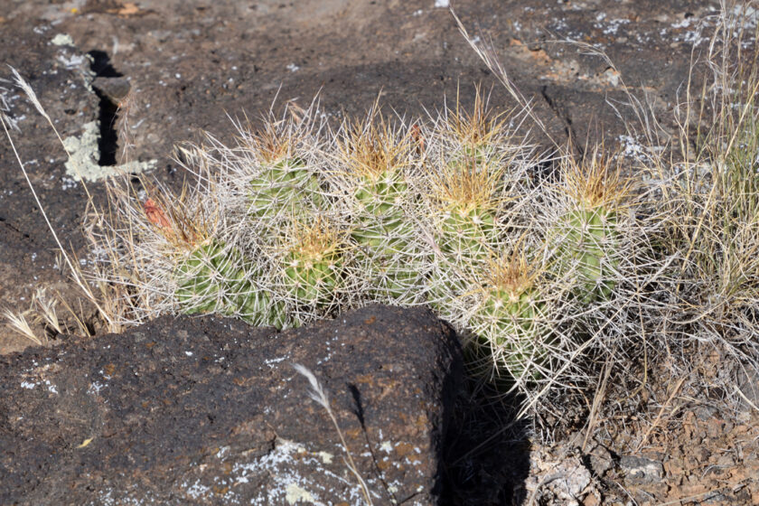 Echinocereus mojavensis, USA, Utah, Washington Co.