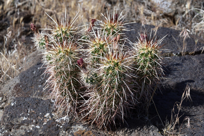Echinocereus relictus, USA, Utah, Washington Co.