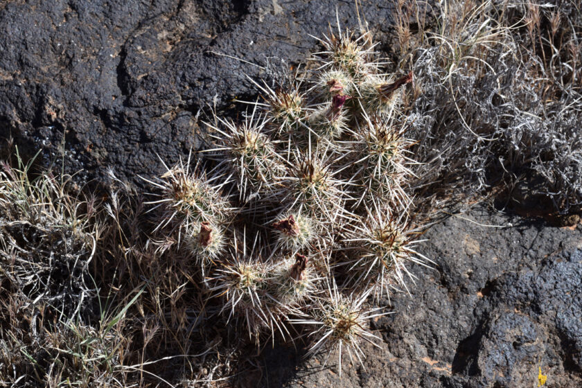 Echinocereus relictus, USA, Utah, Washington Co.