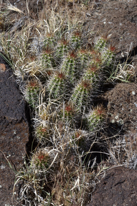 Echinocereus mojavensis, USA, Utah, Washington Co.
