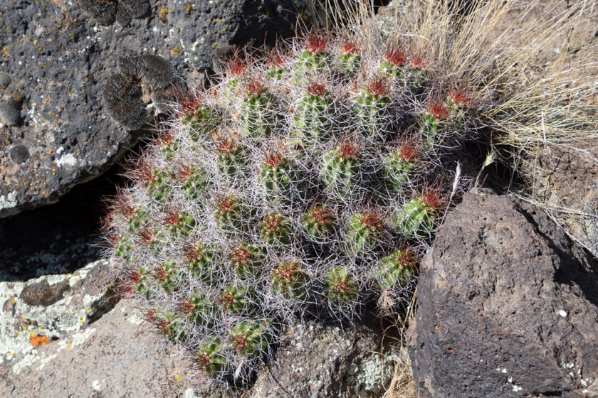 Echinocereus mojavensis, USA, Utah, Washington Co.