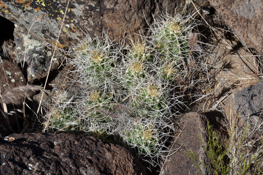 Echinocereus mojavensis, USA, Utah, Washington Co.